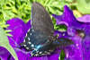 Eastern Black Swallowtail